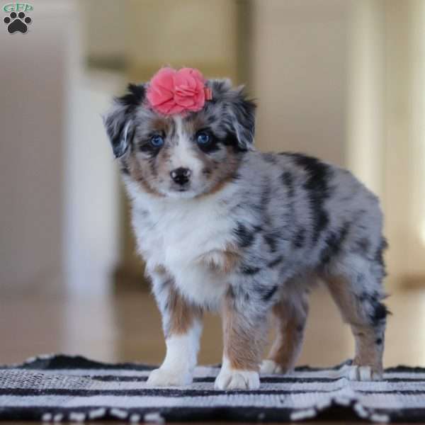 Celeste, Miniature Australian Shepherd Puppy